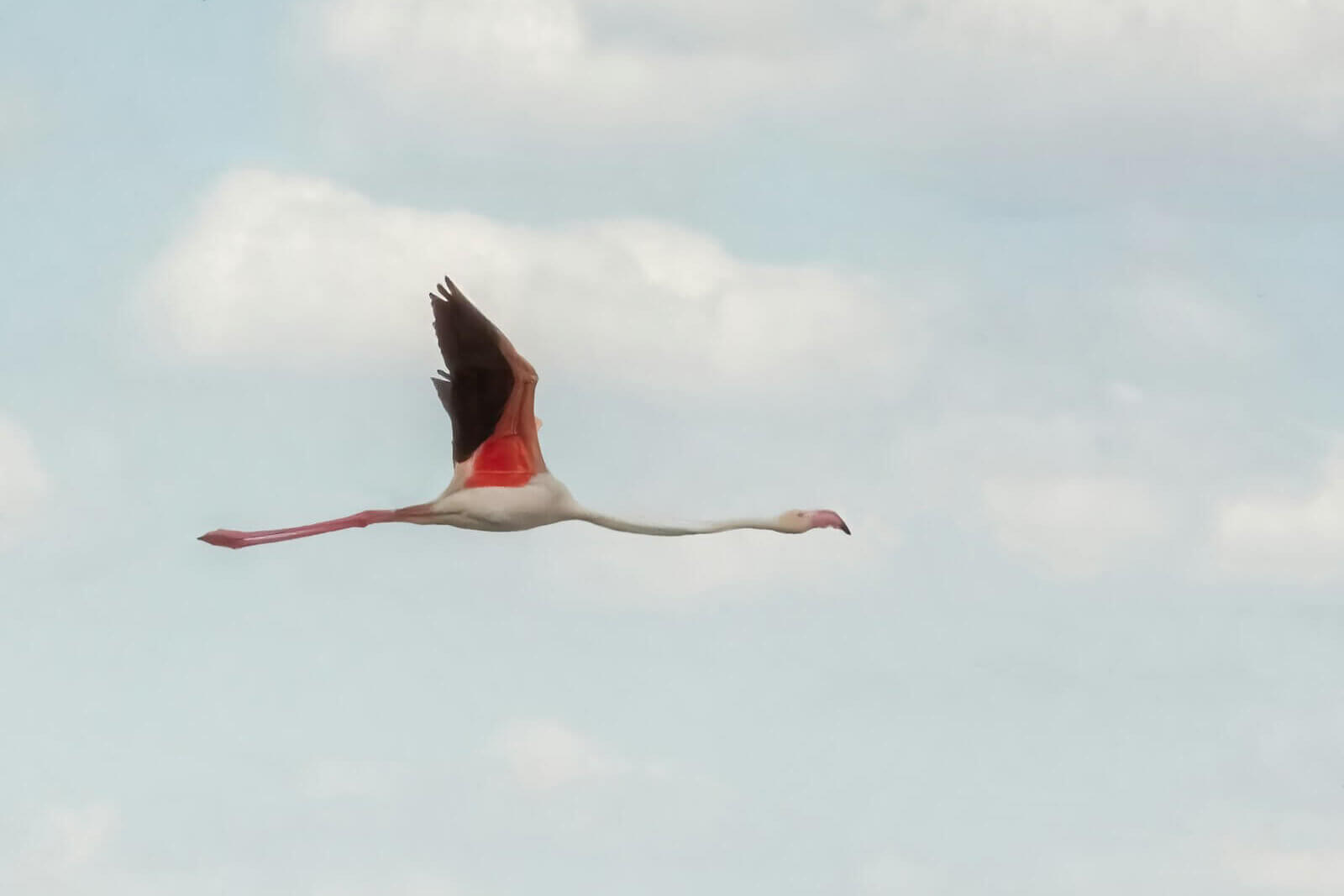 a large bird flying through a cloudy blue sky